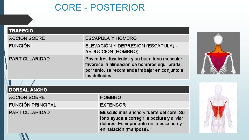 CORE - POSTERIOR TRAPECIO ACCIÓN SOBRE ESCÁPULA Y HOMBRO FUNCIÓN ELEVACIÓN Y DEPRESIÓN (ESCÁPULA)