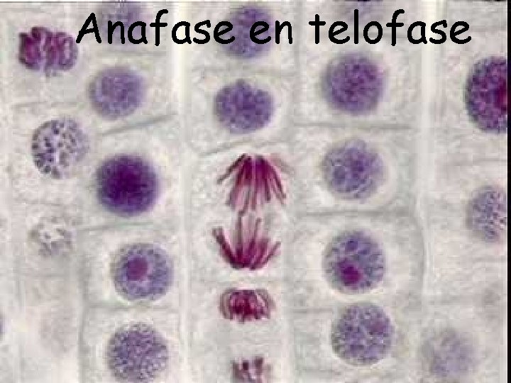Anafase en telofase 