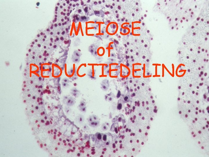 MEIOSE of REDUCTIEDELING 