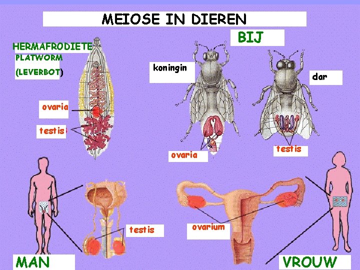 HERMAFRODIETE PLATWORM (LEVERBOT) MEIOSE IN DIEREN BIJ koningin dar ovaria testis MAN testis ovarium