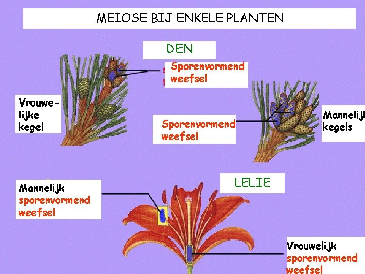 MEIOSE BIJ ENKELE PLANTEN DEN Sporenvormend weefsel Vrouwelijke kegel Mannelijk sporenvormend weefsel Sporenvormend weefsel