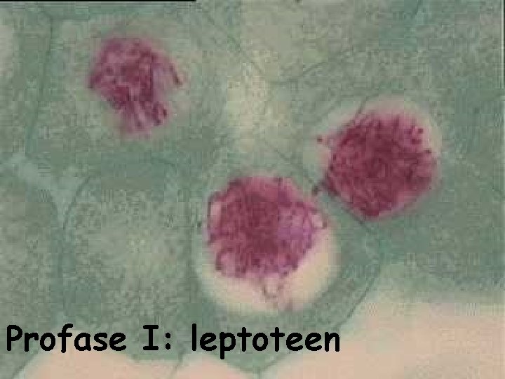 Profase I: leptoteen 