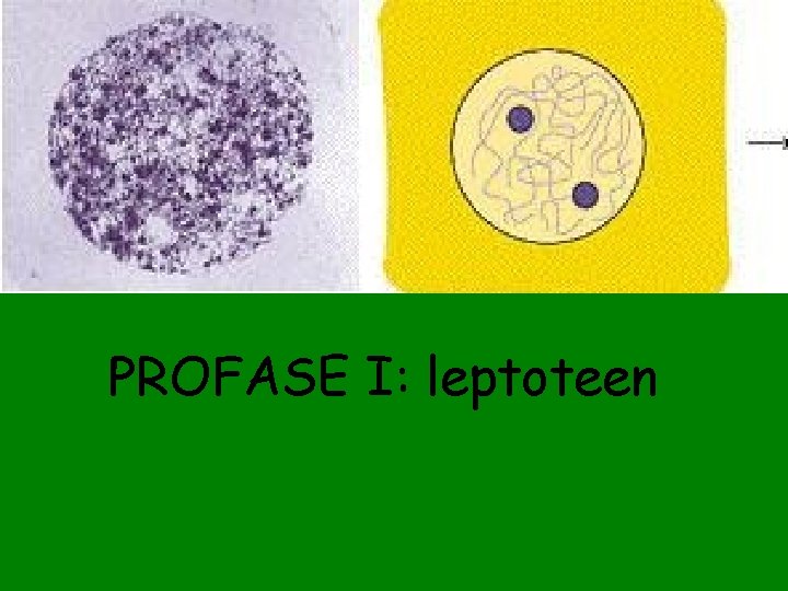 PROFASE I: leptoteen 