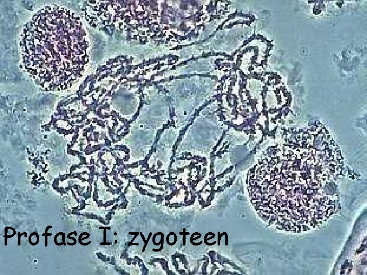 Profase I: zygoteen 