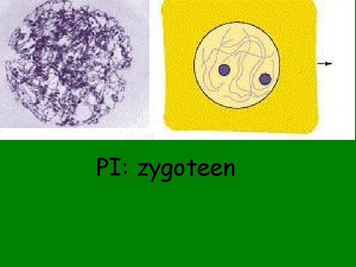 PI: zygoteen 
