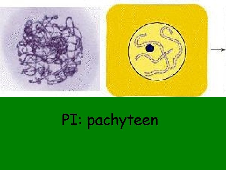 PI: pachyteen 