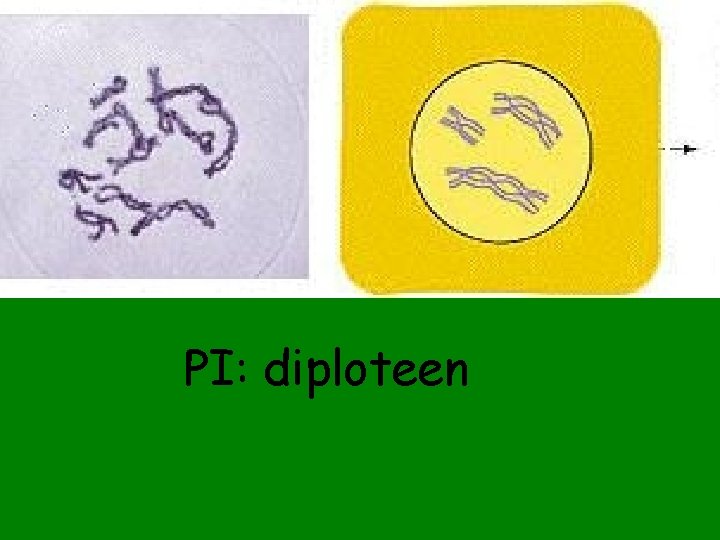 PI: diploteen 