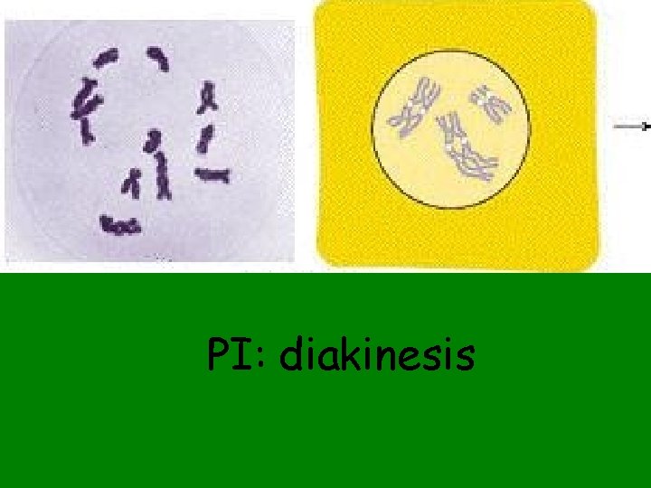 PI: diakinesis 