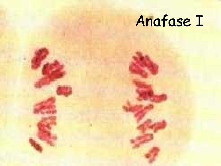 Anafase I 