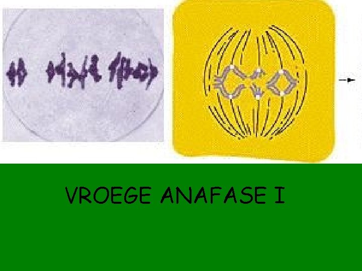 VROEGE ANAFASE I 