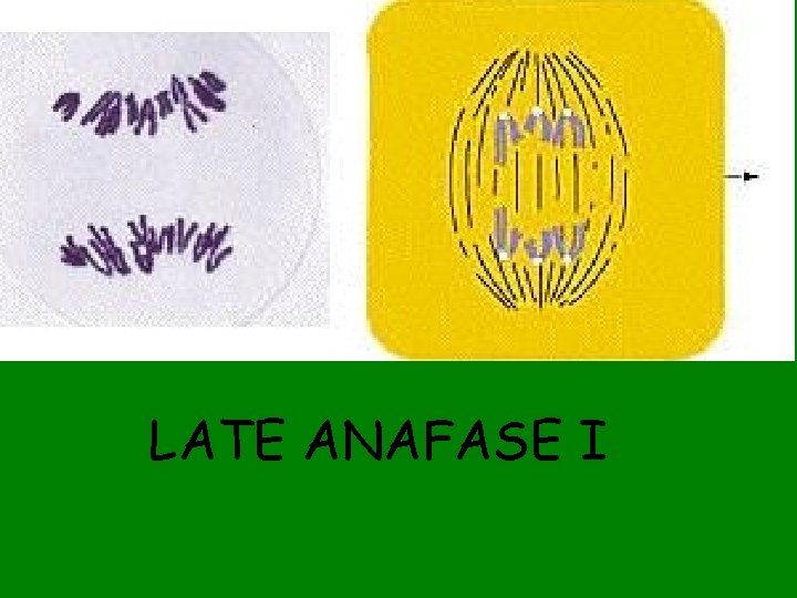 LATE ANAFASE I 