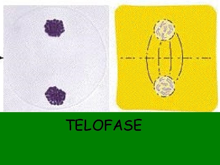 TELOFASE 