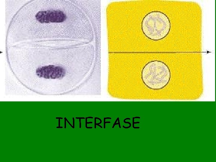 INTERFASE 