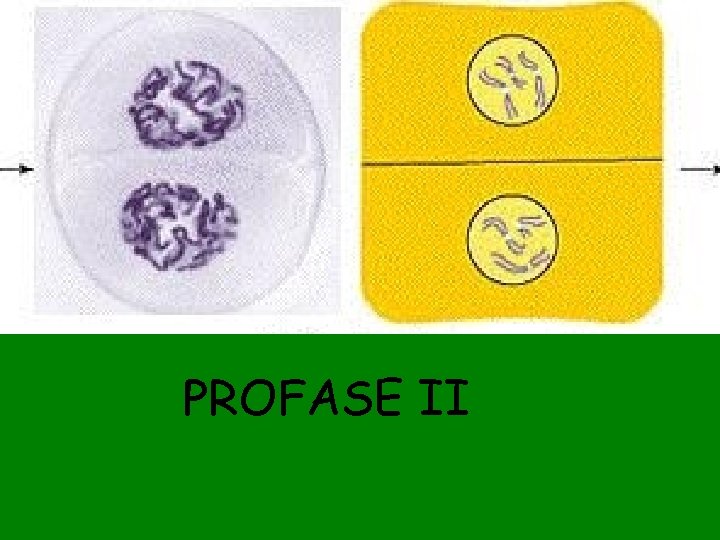 PROFASE II 