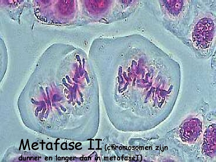 Metafase II (chromosomen zijn dunner en langer dan in metafase. I) 