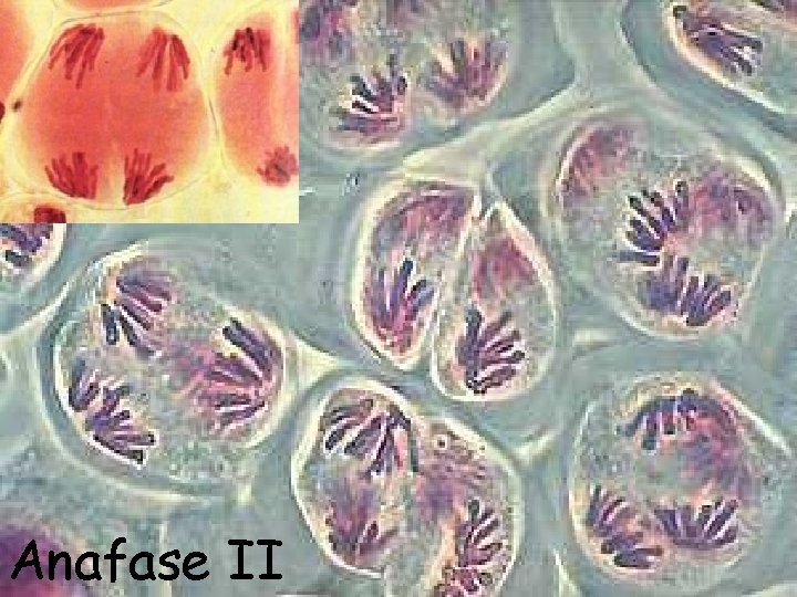Anafase II 