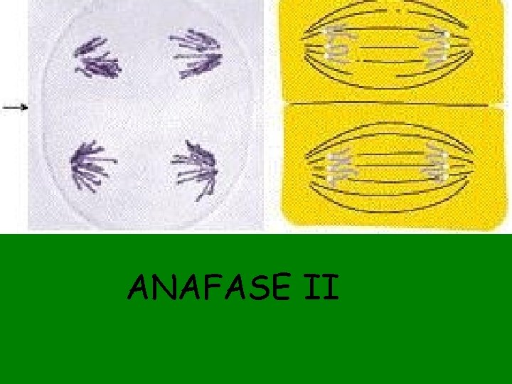 ANAFASE II 