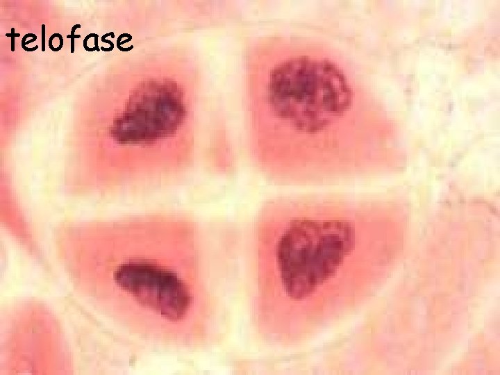 telofase 