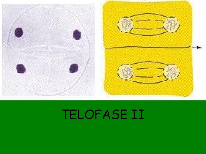 TELOFASE II 
