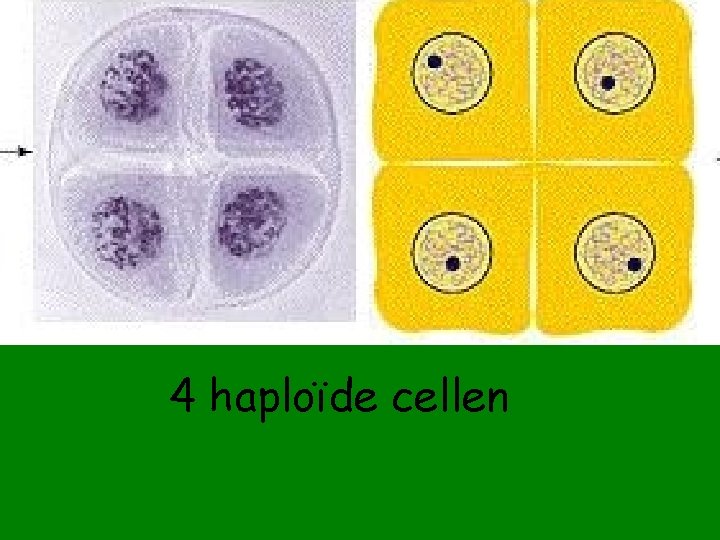4 haploïde cellen 
