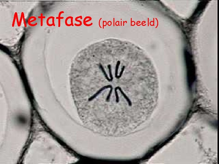 Metafase (polair beeld) 