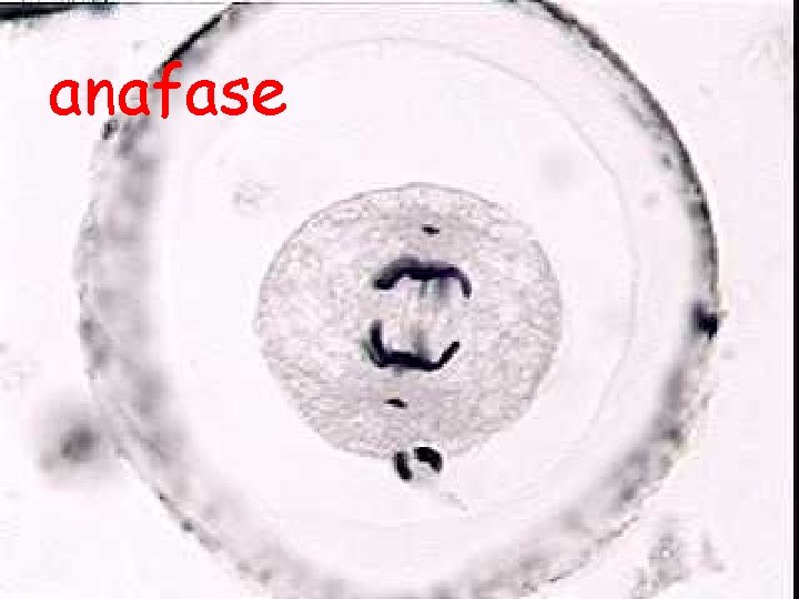 anafase 