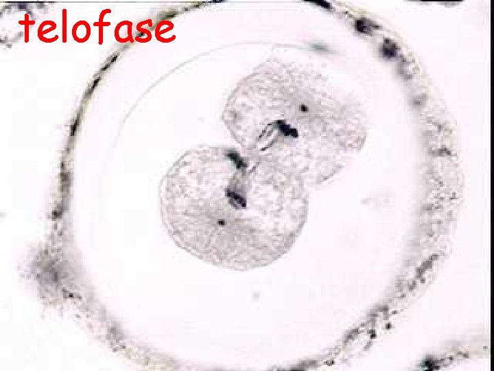 telofase 