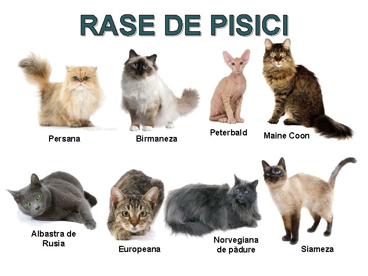 RASE DE PISICI Persana Albastra de Rusia Birmaneza Europeana Peterbald Norvegiana de pădure Maine