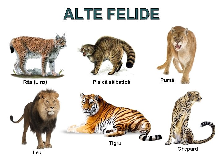 ALTE FELIDE Râs (Linx) Pisică sălbatică Pumă Tigru Leu Ghepard 