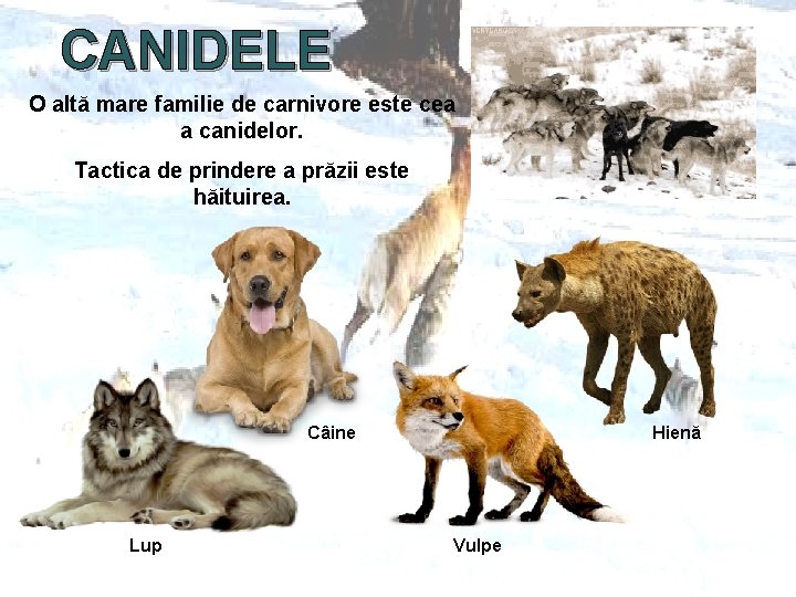 CANIDELE O altă mare familie de carnivore este cea a canidelor. Tactica de prindere