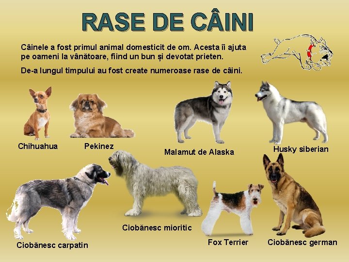 RASE DE C INI Câinele a fost primul animal domesticit de om. Acesta îi