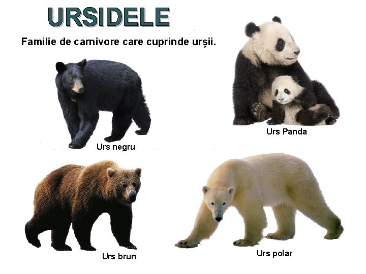 URSIDELE Familie de carnivore care cuprinde urșii. Urs Panda Urs negru Urs brun Urs