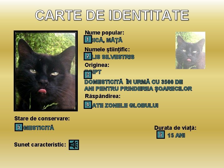 CARTE DE IDENTITATE Nume popular: 1 PISICĂ, M ȚĂ Numele științific: 2 FELIS SILVESTRIS