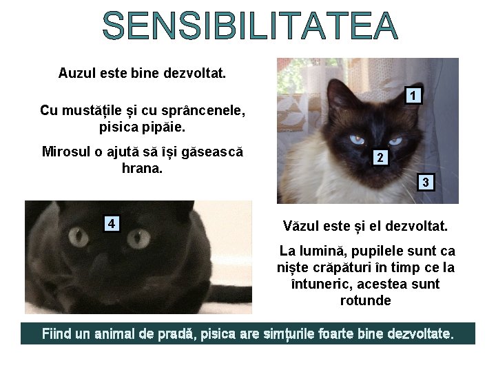 SENSIBILITATEA Auzul este bine dezvoltat. 1 Cu mustățile și cu sprâncenele, pisica pipăie. Mirosul