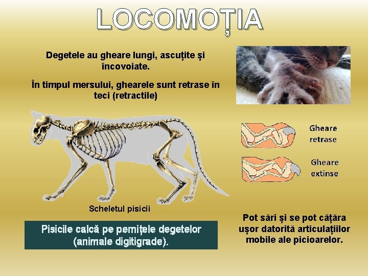 LOCOMOȚIA Degetele au gheare lungi, ascuțite și încovoiate. În timpul mersului, ghearele sunt retrase