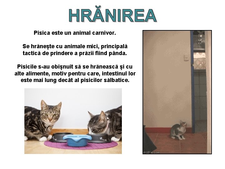 HRĂNIREA Pisica este un animal carnivor. Se hrănește cu animale mici, principală tactică de