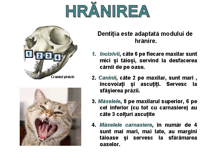 HRĂNIREA Dentiția este adaptată modului de hrănire. 1 2 3 4 Craniul pisicii 1.