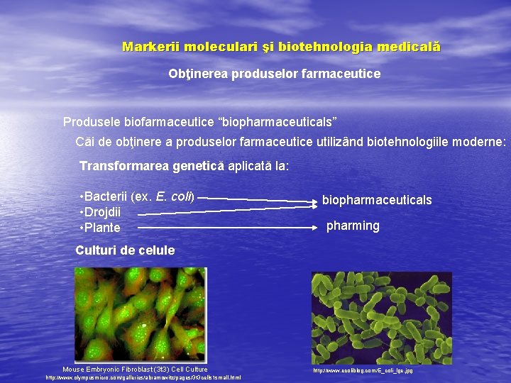 Markerii moleculari şi biotehnologia medicală Obţinerea produselor farmaceutice Produsele biofarmaceutice “biopharmaceuticals” Căi de obţinere