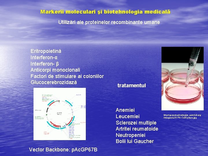 Markerii moleculari şi biotehnologia medicală Utilizări ale proteinelor recombinante umane Eritropoietină Interferon-α Interferon- β