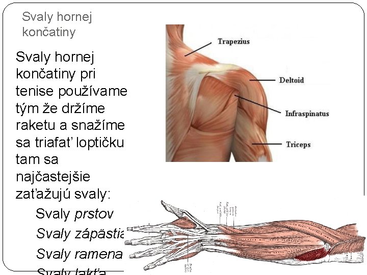 Svaly hornej končatiny pri tenise používame tým že držíme raketu a snažíme sa triafať