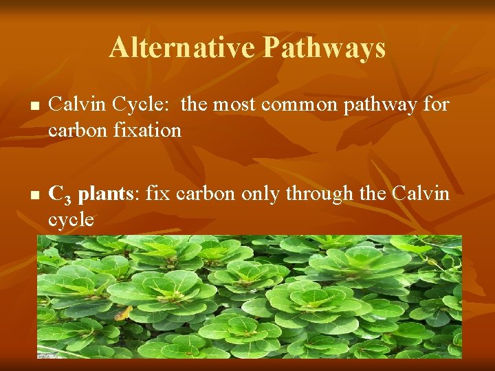 Alternative Pathways n n Calvin Cycle: the most common pathway for carbon fixation C