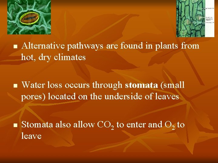 n n n Alternative pathways are found in plants from hot, dry climates Water