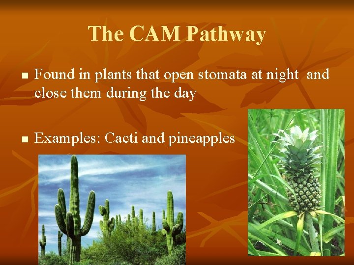 The CAM Pathway n n Found in plants that open stomata at night and