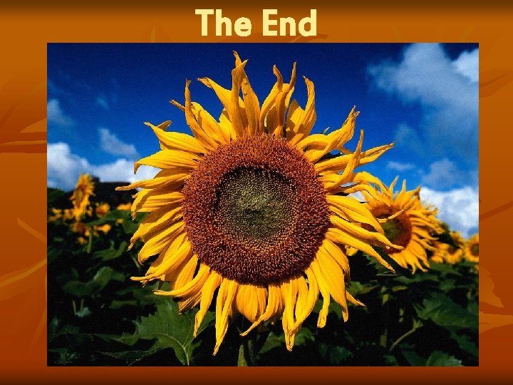 The End 