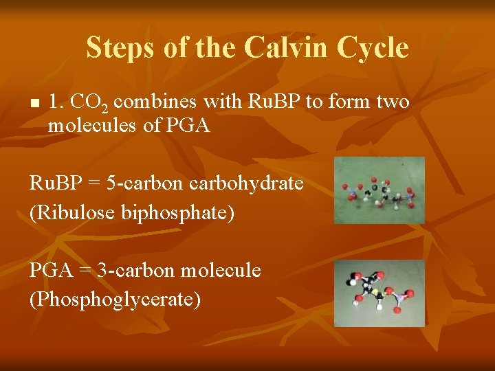 Steps of the Calvin Cycle n 1. CO 2 combines with Ru. BP to