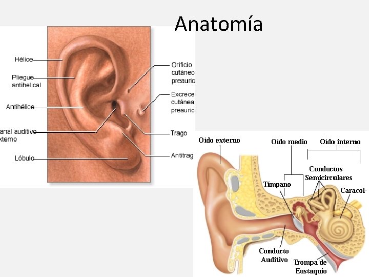 Anatomía 