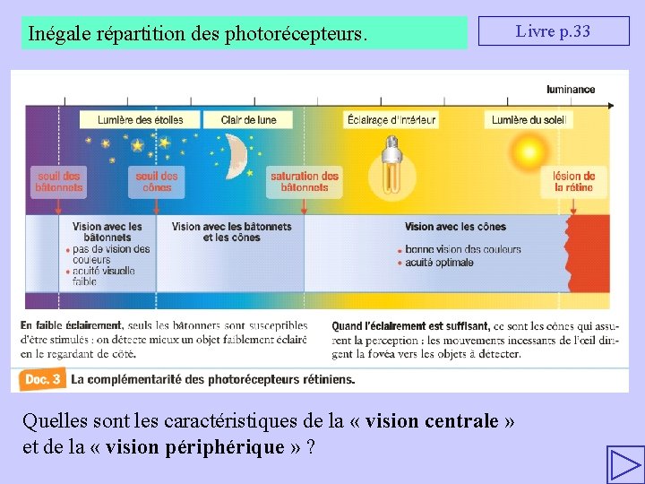 Chapitre 2 LA REPRSENTATION VISUELLE MCANISMES NERVEUX DE
