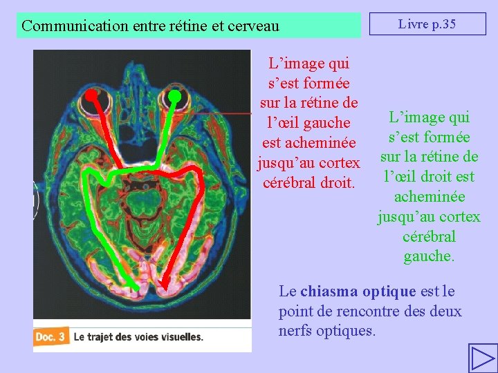 Chapitre 2 LA REPRSENTATION VISUELLE MCANISMES NERVEUX DE
