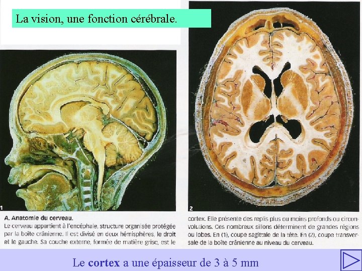 Chapitre 2 LA REPRSENTATION VISUELLE MCANISMES NERVEUX DE