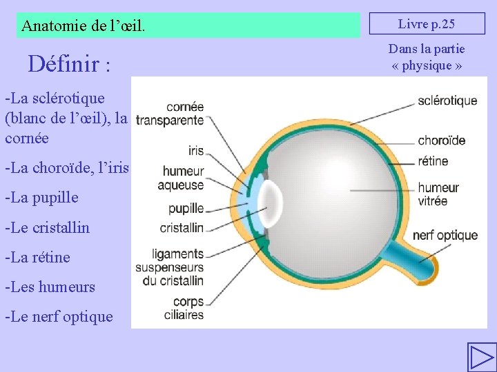 Chapitre 2 LA REPRSENTATION VISUELLE MCANISMES NERVEUX DE